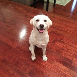 Meet your Posher, Samantha